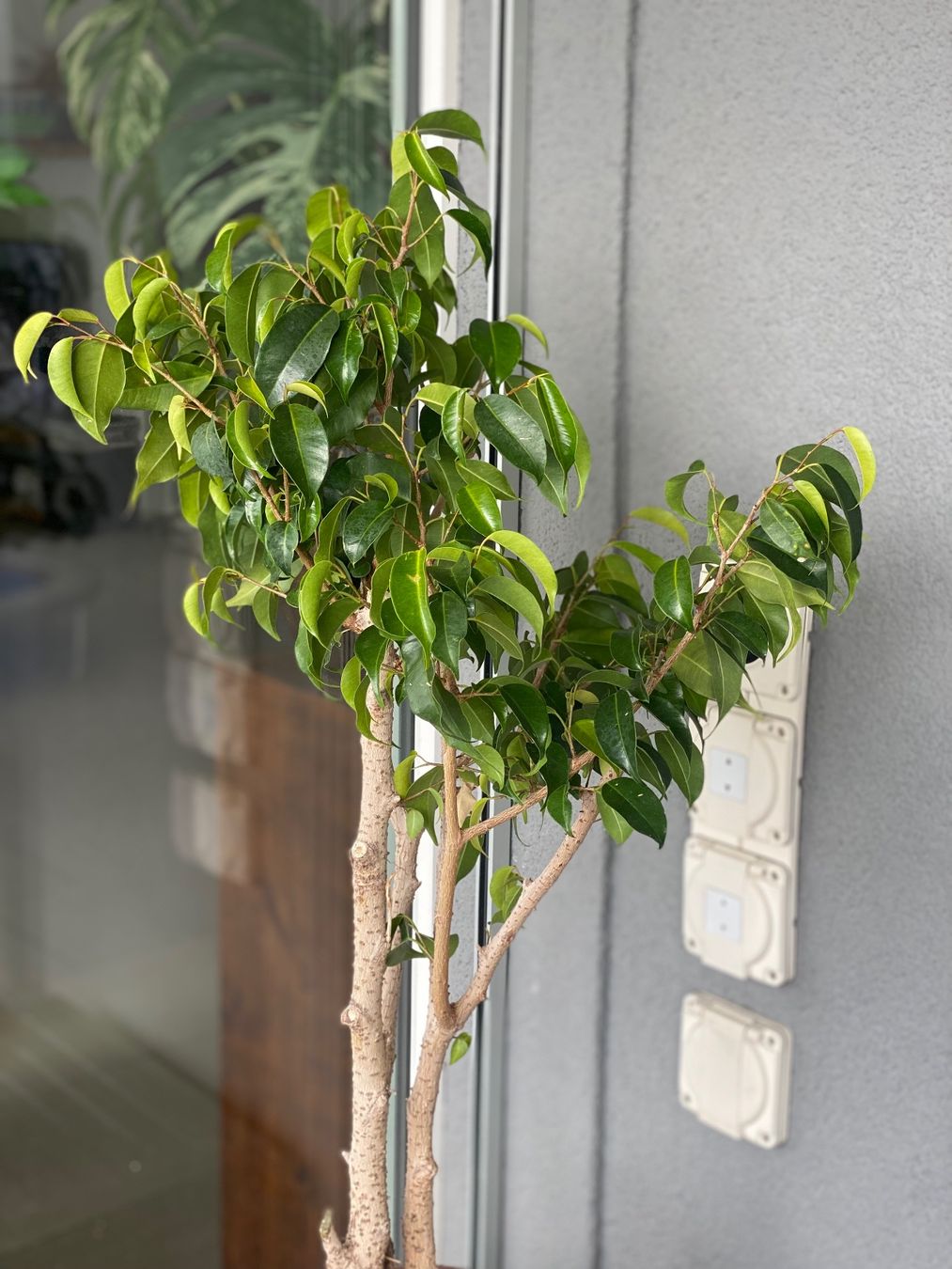 Piante & sementi: Ficus – Usato da Aarau Rohr venduto da Sergiomendez 1