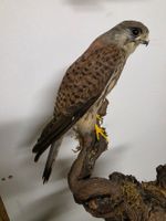 Präparat Turmfalke