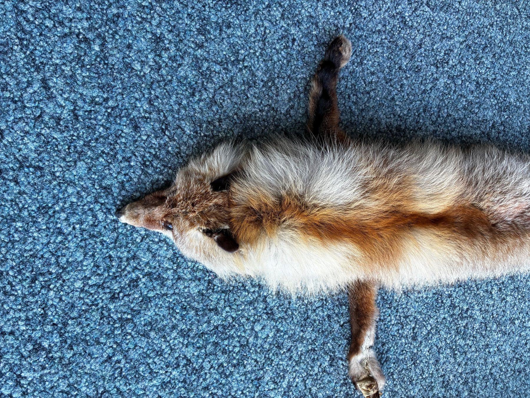 Monde des animaux: Rotfuchs Fell..125cm..ganzes Tier.. – D'occasion à Weiach par godsavethequeen 1