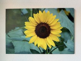 Bild Fotoleinwand Sonnenblume 60 x 90 cm, Naturfotografie