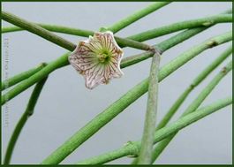 Sarcostemma (Syn. Cynanchum) insigne SUKKULENT