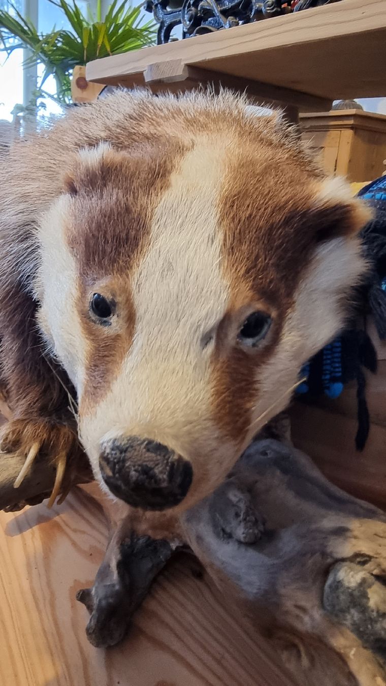 Welt der Tiere: Dachs – Gebraucht aus Sils im Domleschg von platin01 4