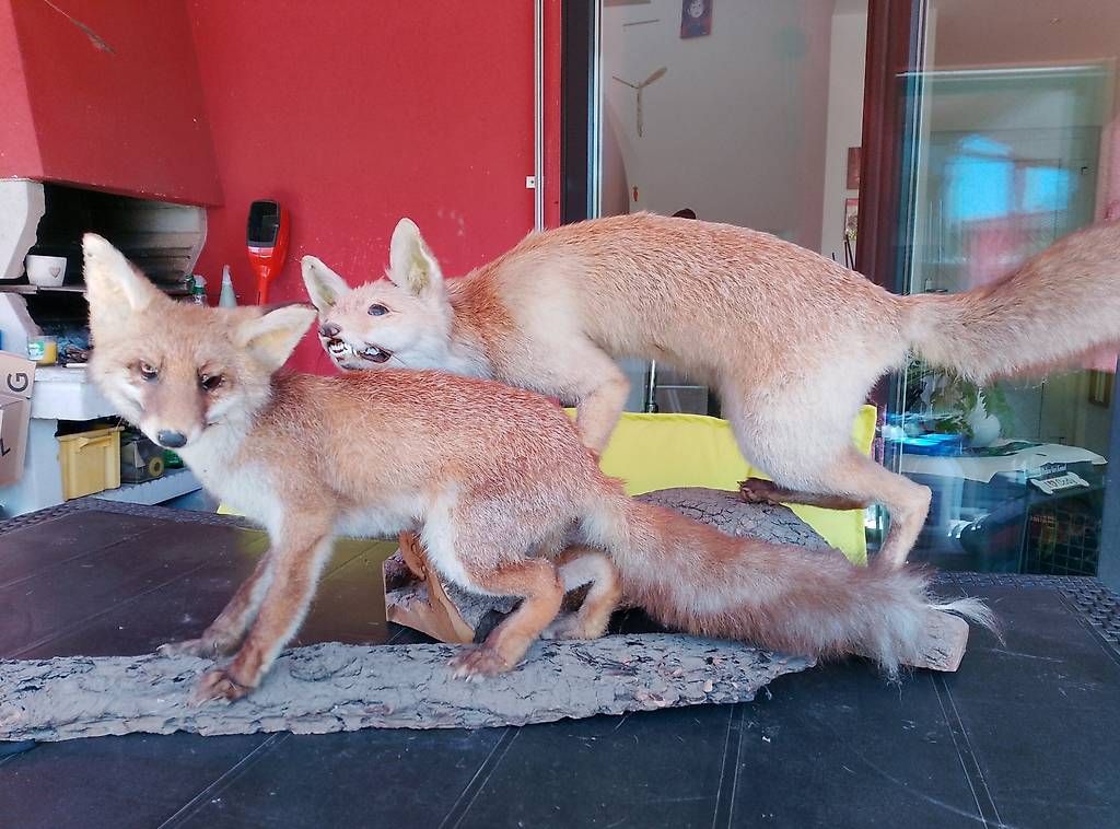 Il mondo degli animali: Animali imbalsamati – Usato da muzzano venduto da Sera72 1