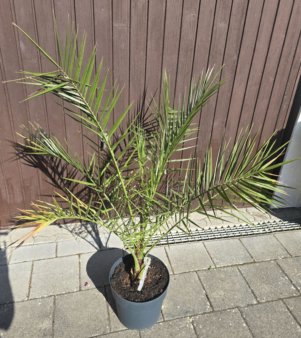 Pflanzen & Samen: Phoenix/ Dattelpalme – Gebraucht aus Aarburg von popkorn65 1