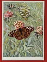 AK SCHMETTERLING SILBERSTRICH BARRE D'ARGENT LUZERN 1958