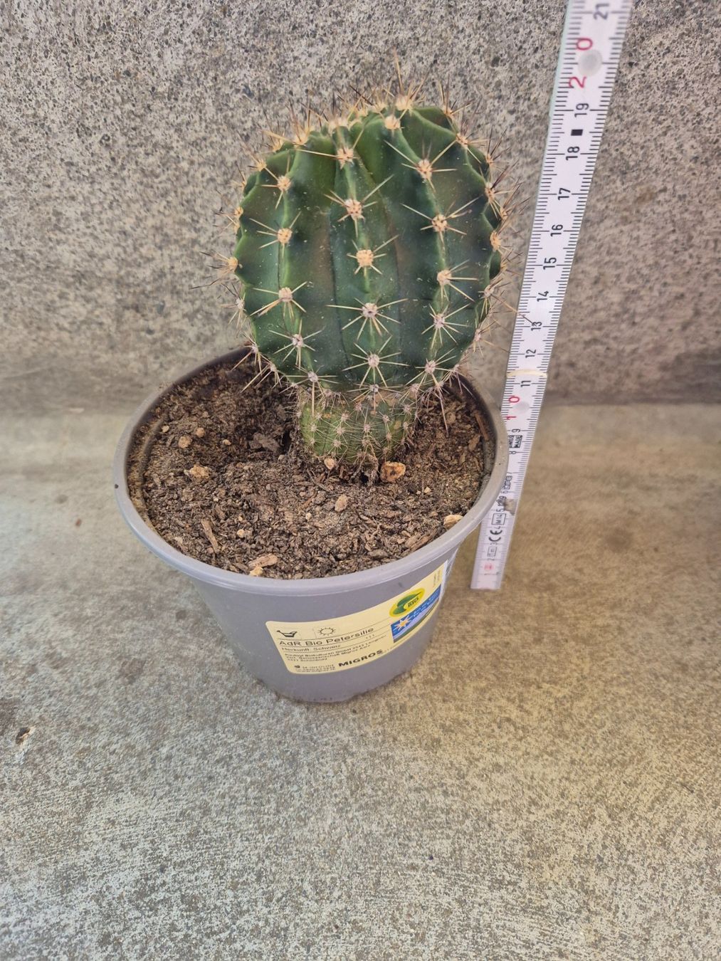 Piante & sementi: Kleiner Kaktus Echinopsis – Nuovo (secondo la descrizione) da Langenthal venduto da Polarisstern