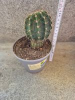 Kleiner Kaktus Echinopsis