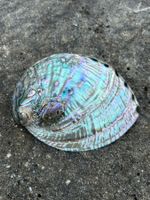 Grüne Abalone Muschel poliert 155mm