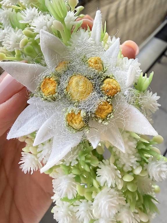 Tutte le decorazioni: Edelweiss Blumenkranz Handarbeit – Usato da Thalwil venduto da han_2b8c 2