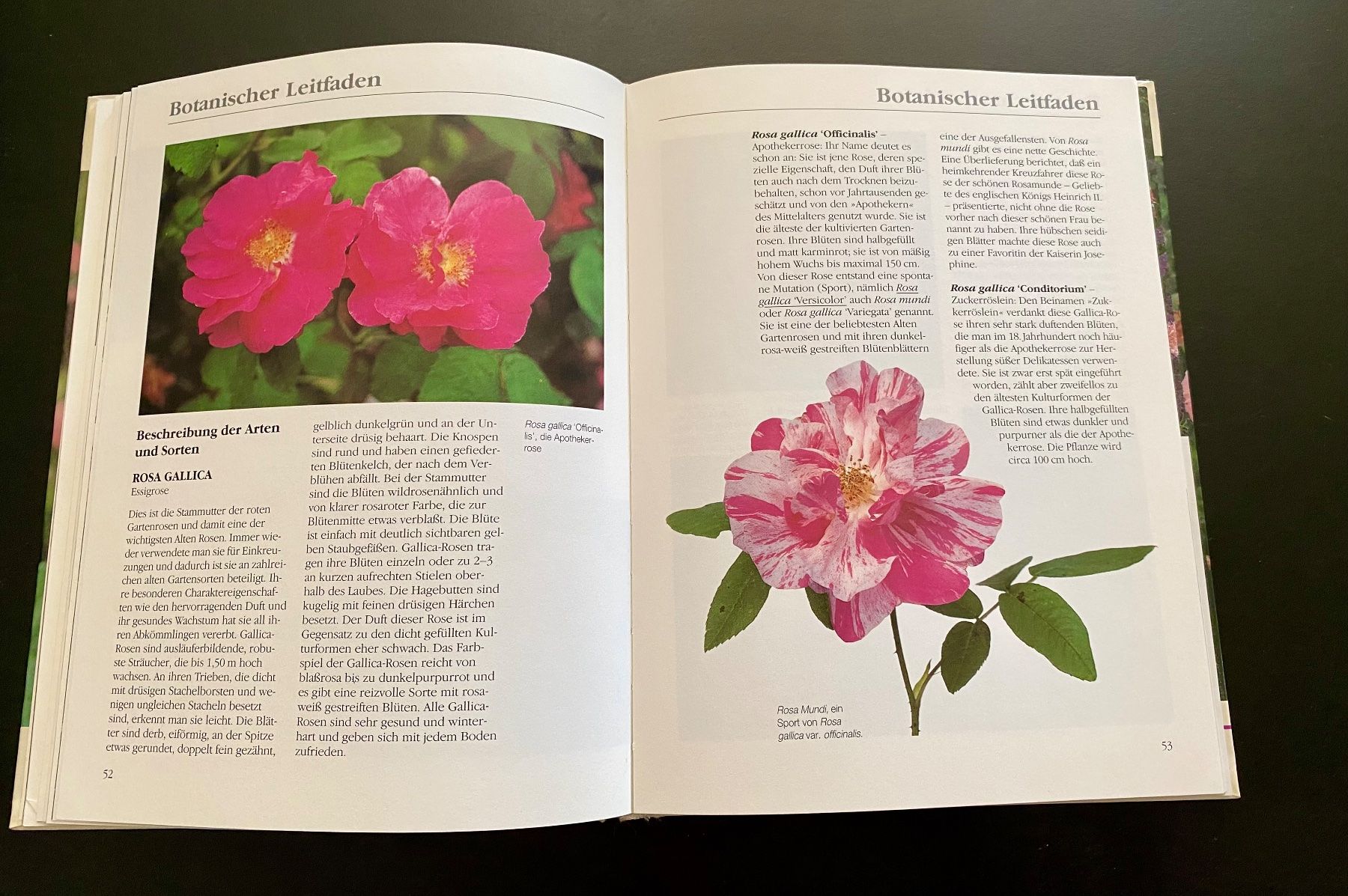 Livres: Vom Zauber der Alten Rosen – D'occasion à Nussbaumen AG par schuba2000 4