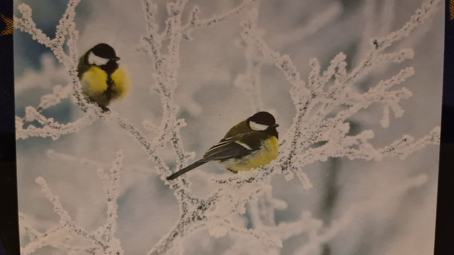Cartoline: Grusskarte Schnee Winter Vögel – Nuovo (secondo la descrizione) da Dintikon venduto da Vexi