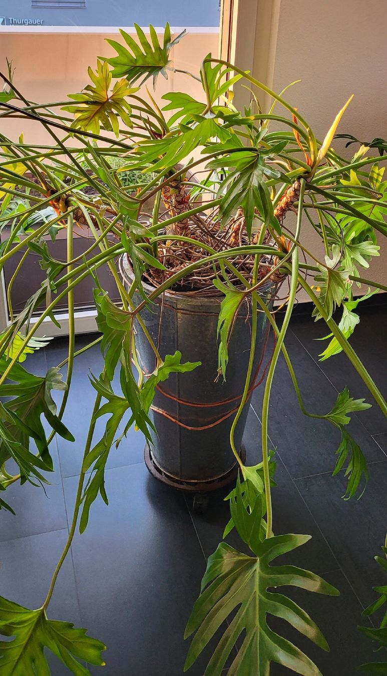 Piante & sementi: Grosser Philodendron Zimmerpflanze – Usato da islikon venduto da mir_8cbw 5