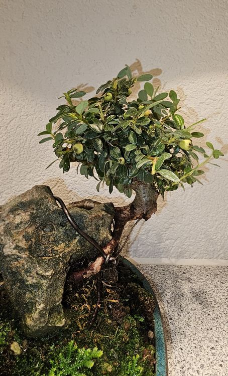 Einzigartige Bonsai Konstellation 4