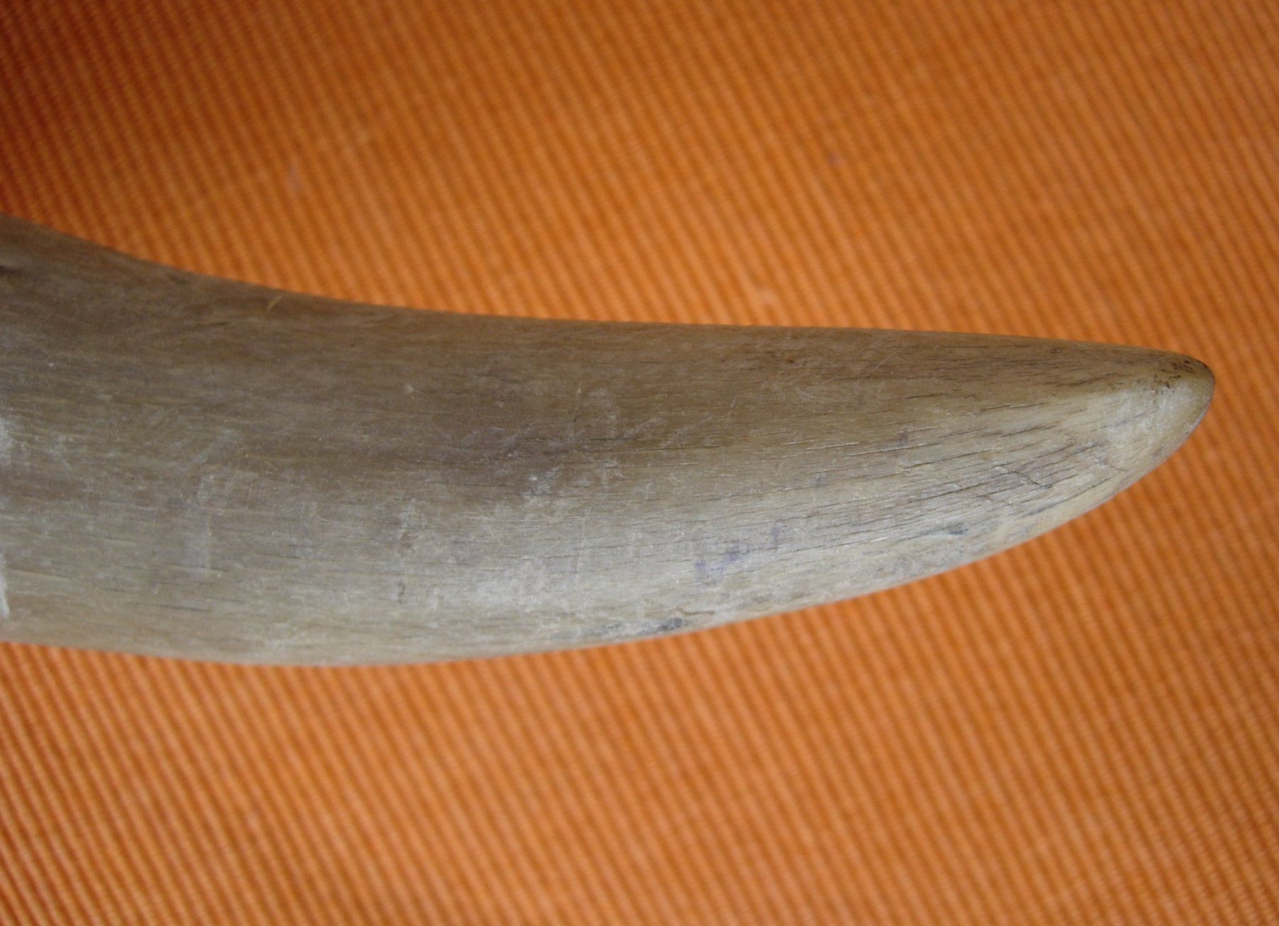 Fossili: Horn - Wettsteinfass - alt – Usato da Basel venduto da Grbina64 6
