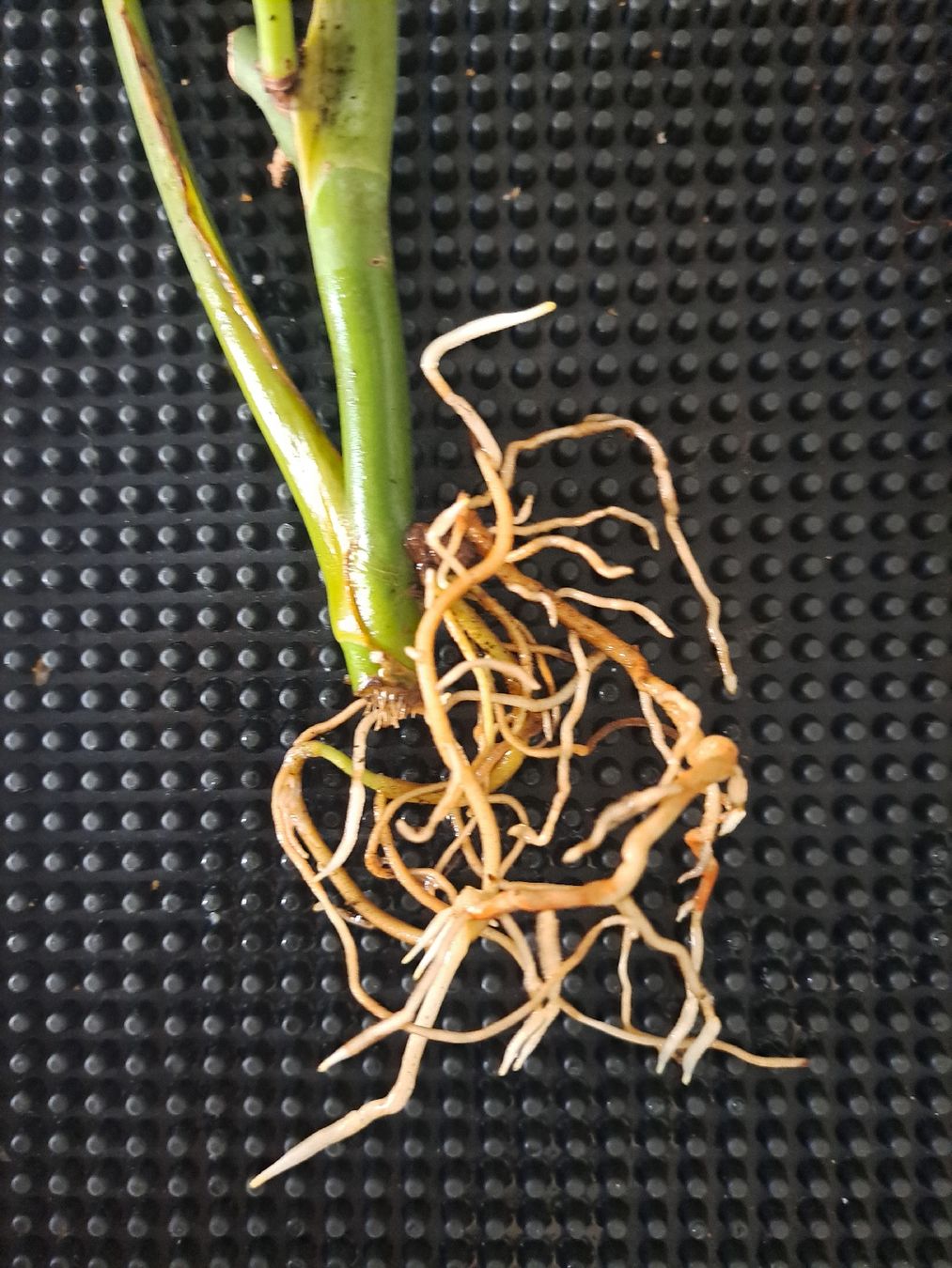 Piante & sementi: Monstera deliciosa – Nuovo (secondo la descrizione) da Samstagern venduto da mel_ks7d 2