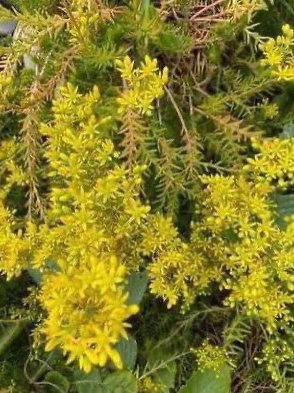 Lanterne: Bepflanzte Laterne  – Nuovo e nell'imballaggio originale da Frauenfeld venduto da Irene.Schuppli 3