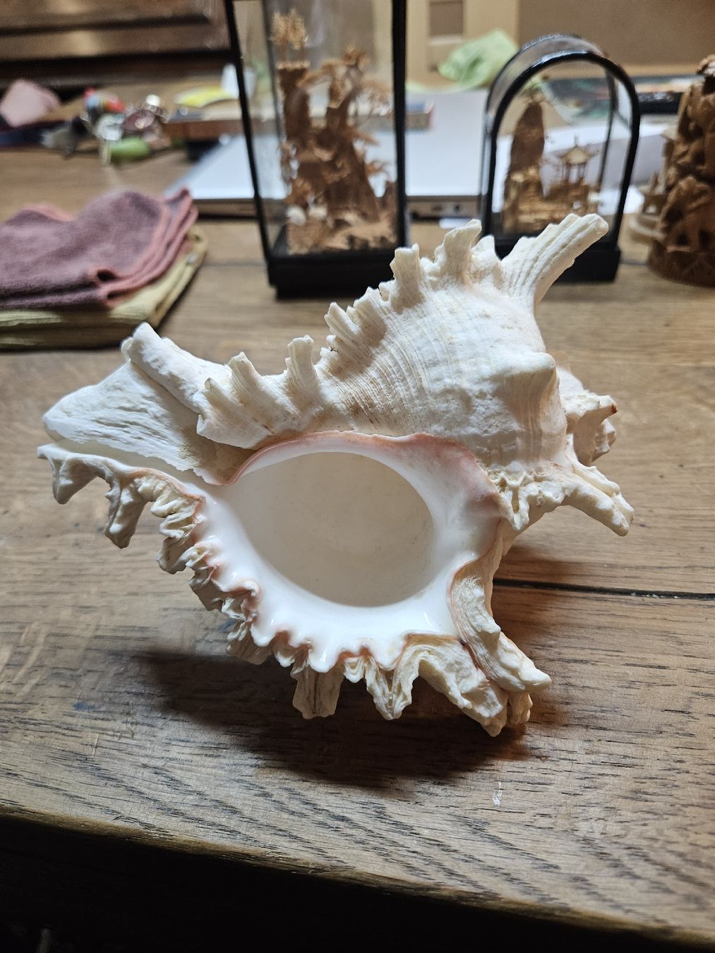 Fossilien: 1 grosse Muschel (Q) – Gebraucht aus Rorschach von TimelessTrading 4