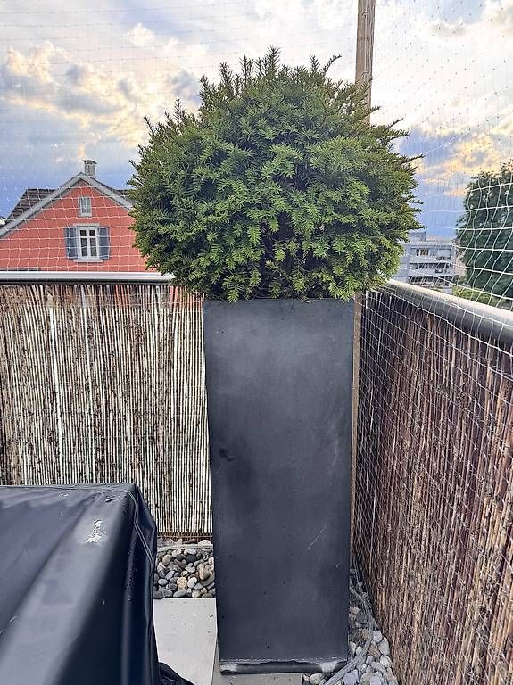 Blumentöpfe: 2 Pflanzenkübel / Blumentöpfe – Gebraucht aus Goldach von Leinad_Shop 1