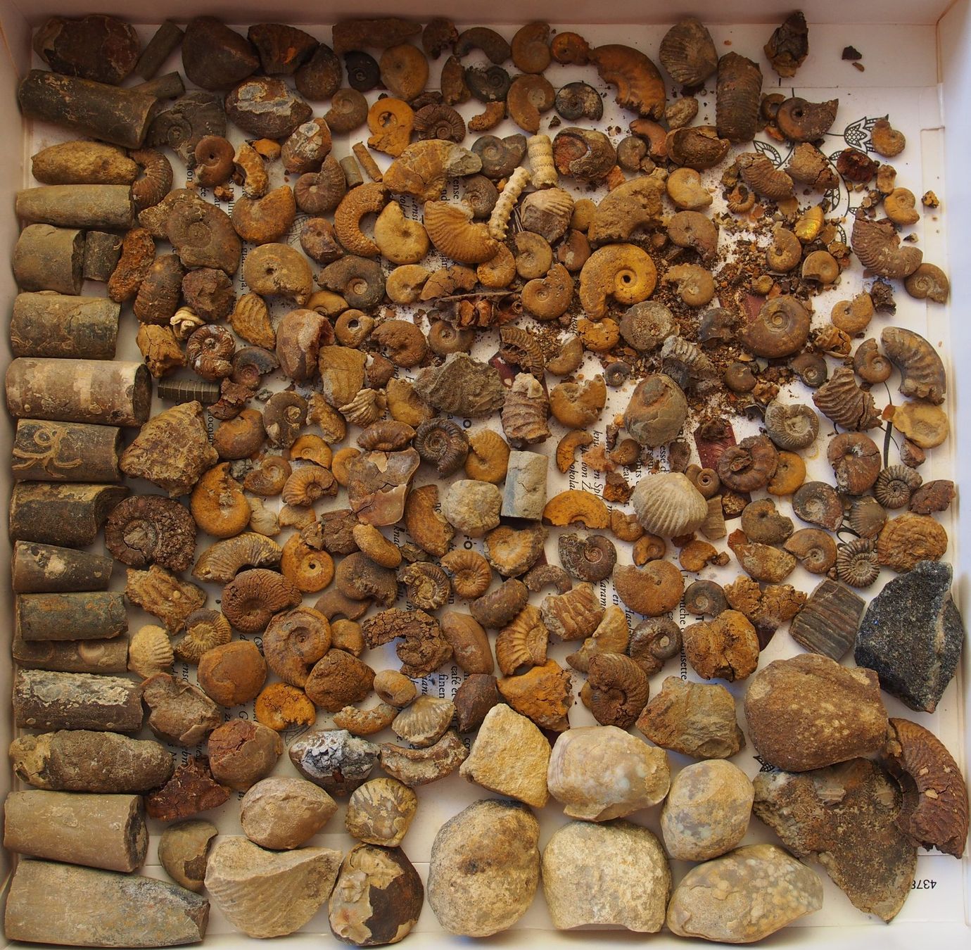 Fossili: lot de petits fossiles +de 500 g – Usato da Ovronnaz venduto da Etagne68 1