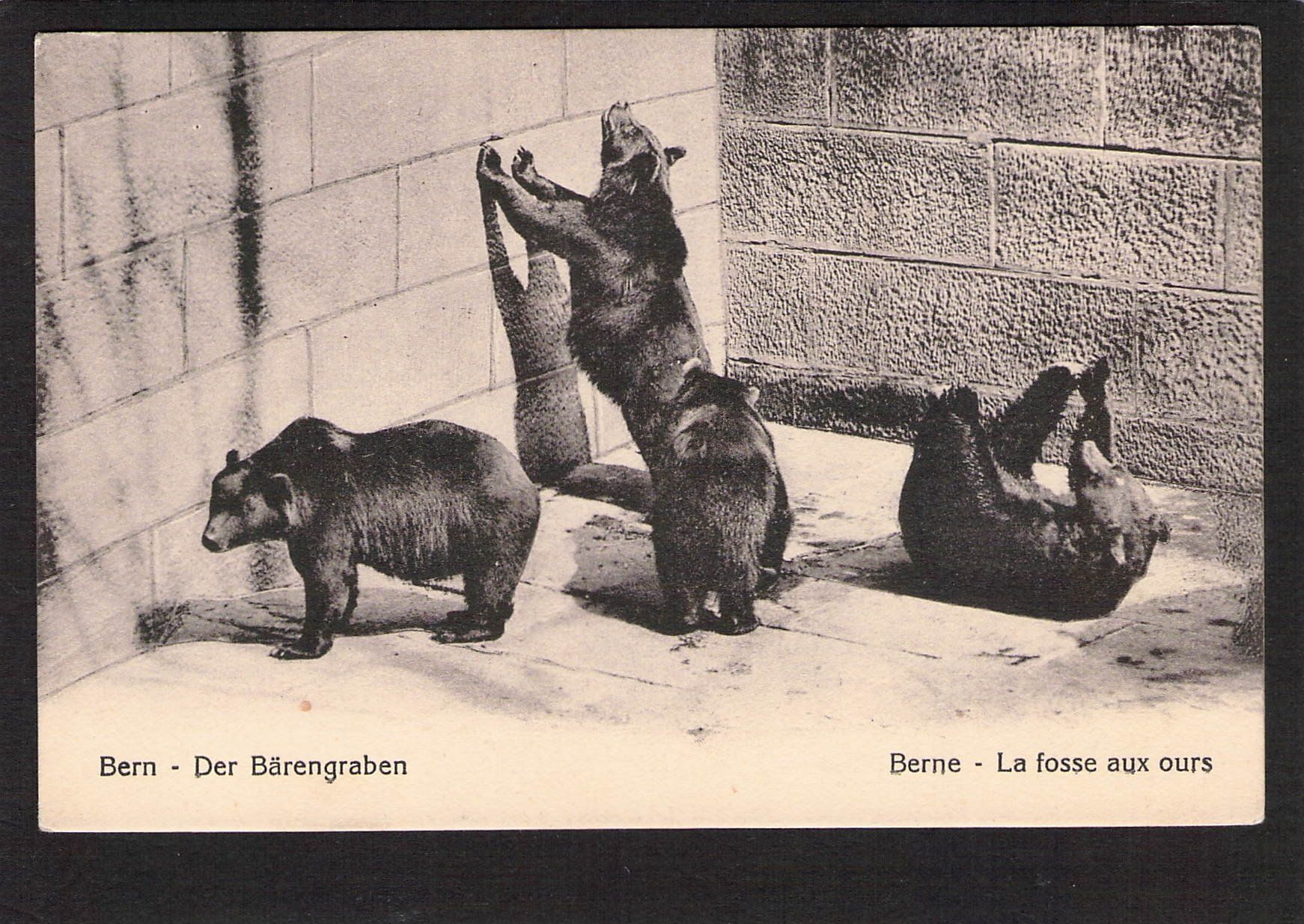 Cartoline postali: #Bern , der Bärengraben , gel. 1917 – Usato da Reichenburg venduto da Pipo-67