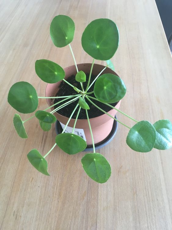 Pilea Ufopflanze Glückstaler Geldbaum Kaufen auf Ricardo