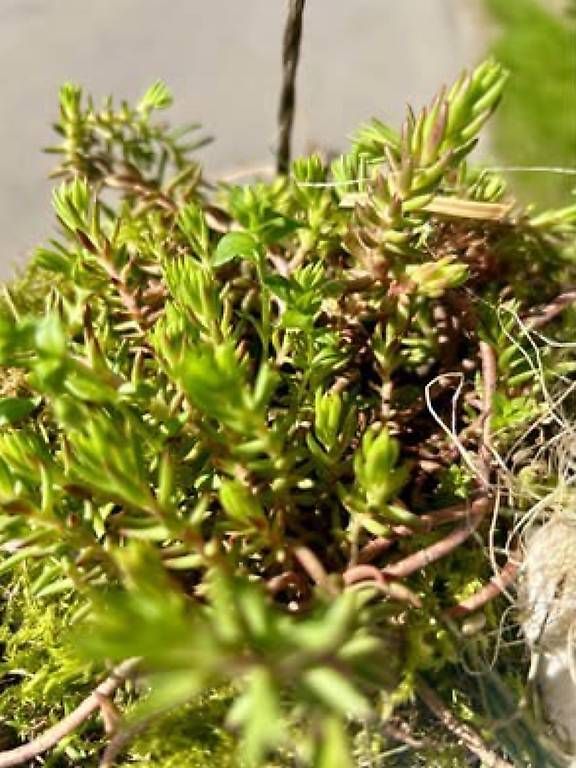 Piante & sementi: Lianentüte – Usato da Frauenfeld venduto da Irene.Schuppli 2