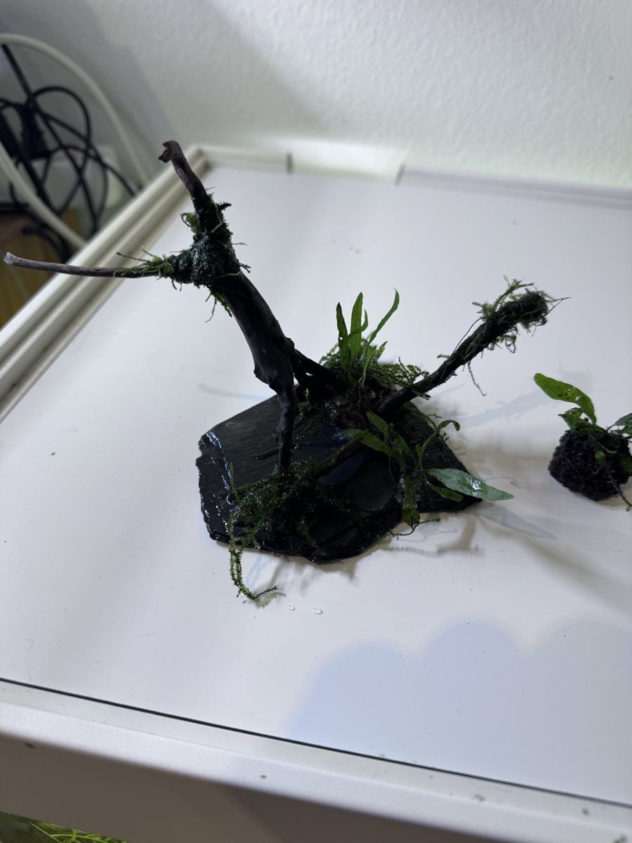 Plantes & graines: Deko – D'occasion à Moosseedorf par nicu006 2