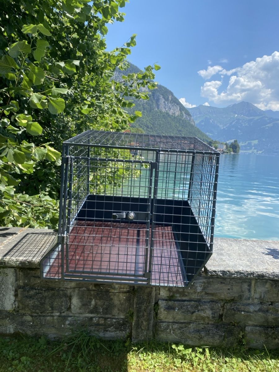 Gabbie, trasporto & Sicurezza: Hundebox Autobox Metall stabil – Usato da Merligen venduto da shalimar64