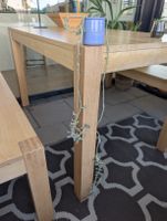 Hängende Sukkulente im blauen Keramictopf