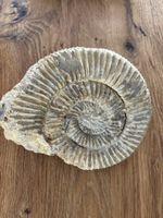 Faszinierende Ammoniten Fossilien Sammlung zu verkaufen!