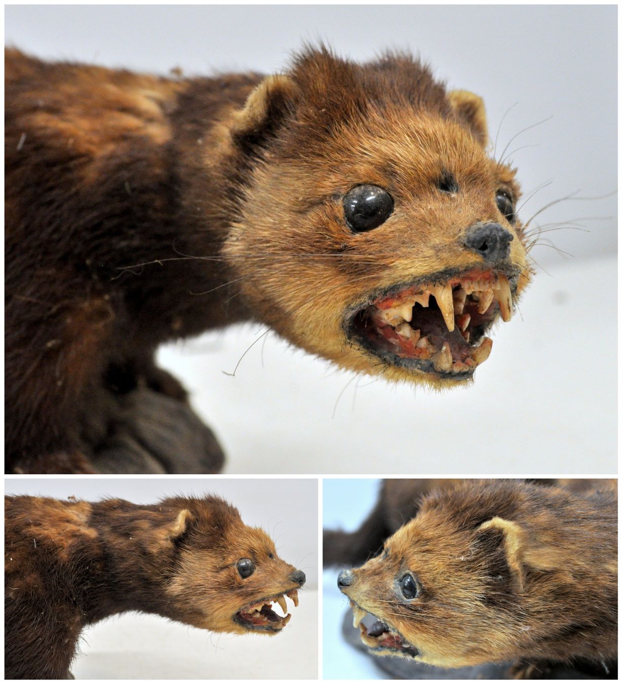 Welt der Tiere: Putois naturalisé – Gebraucht aus Neuchâtel von Neuchatel 2