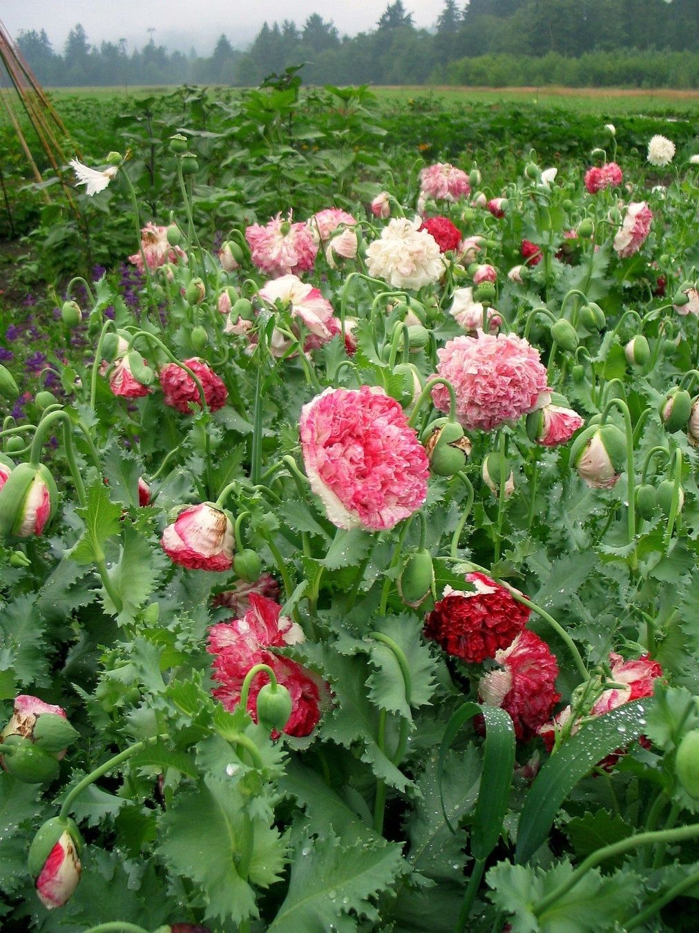Piante & sementi: 500 Samen Mohn FLEMISH ANTIQUE Peony – Nuovo (secondo la descrizione) da Ehrendingen venduto da VerveinaSamen 2