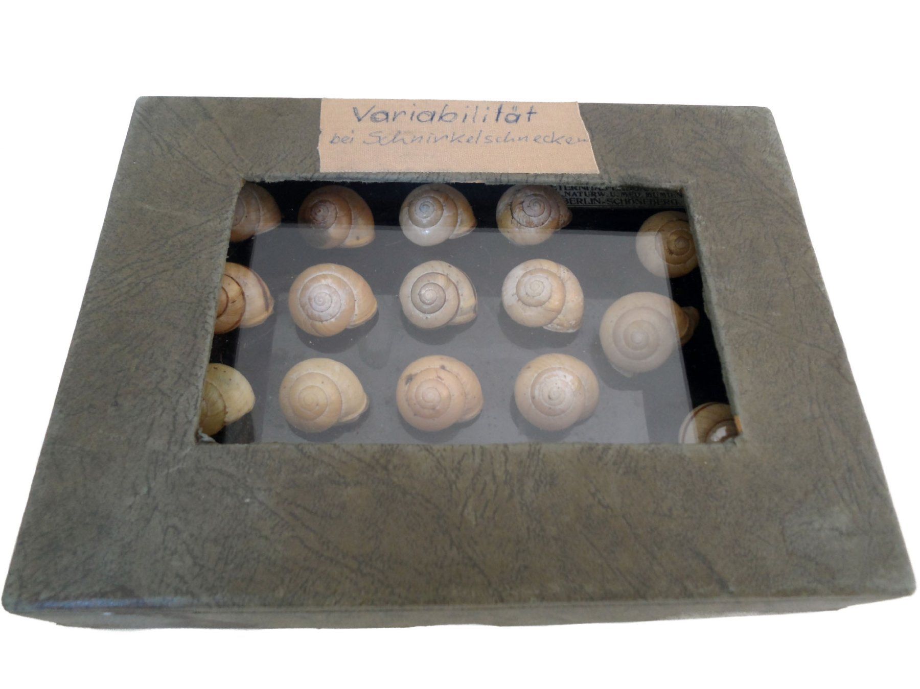 Welt der Tiere: Antique display case showcasing snail shell variability – Gebraucht aus Uster von the_sz2y 1