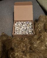 Muscheln im Karton, zum Dekorieren, Basteln oder Sammeln