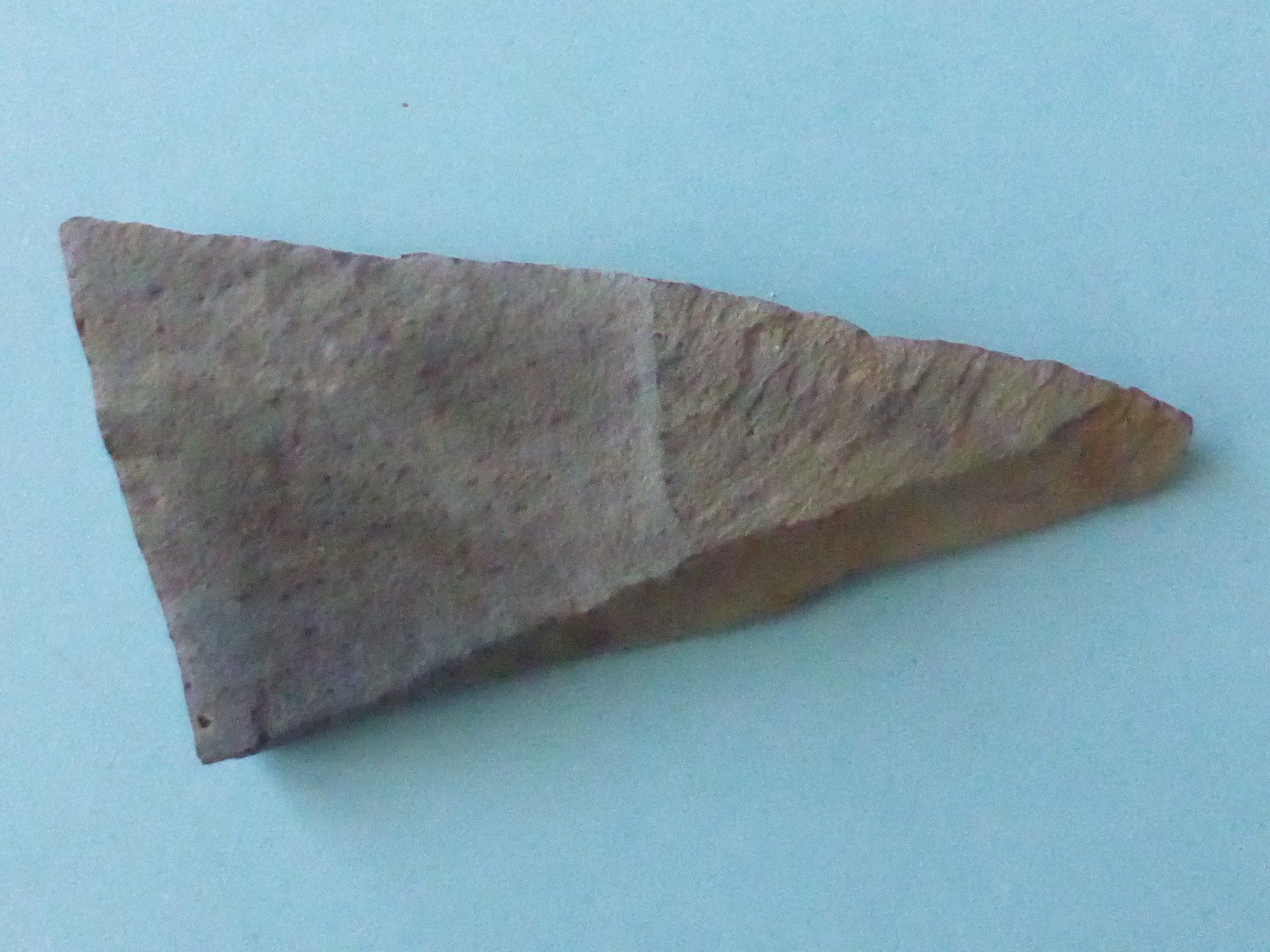 Fossilien: Versteinertes Zimtblatt – Gebraucht aus Triengen von Nussbaum14 5
