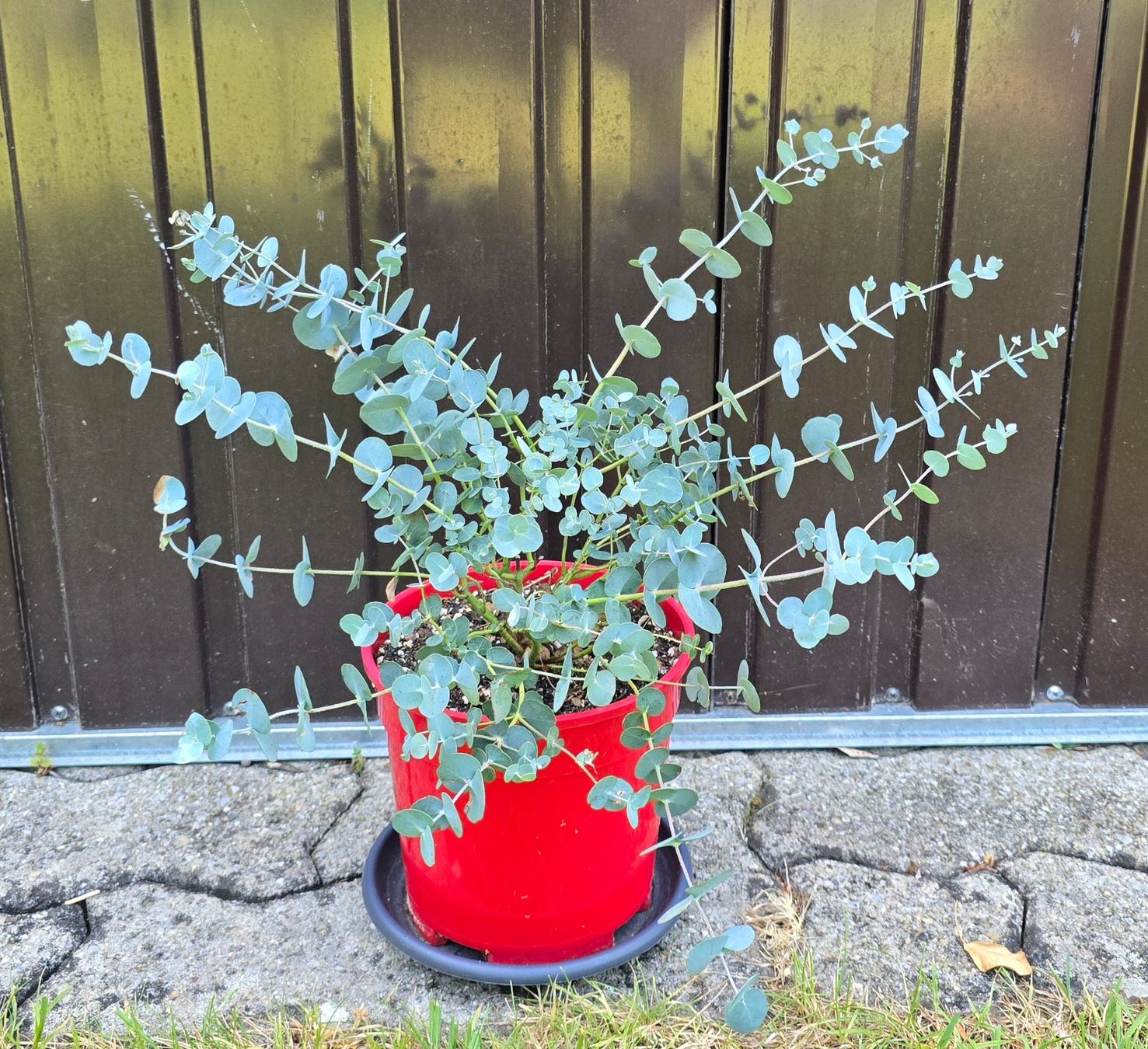 Pflanzen & Samen: kleiner Eukalyptus – Gebraucht aus Aarburg von popkorn65 1