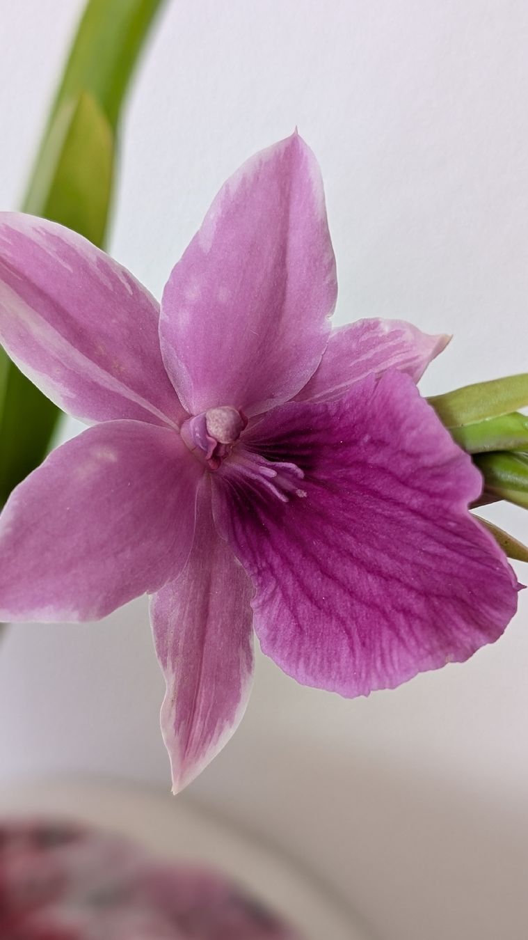 Pflanzen & Samen: Miltonia 'Splash' Orchidee – Gebraucht aus Untervaz von Lyraia 5