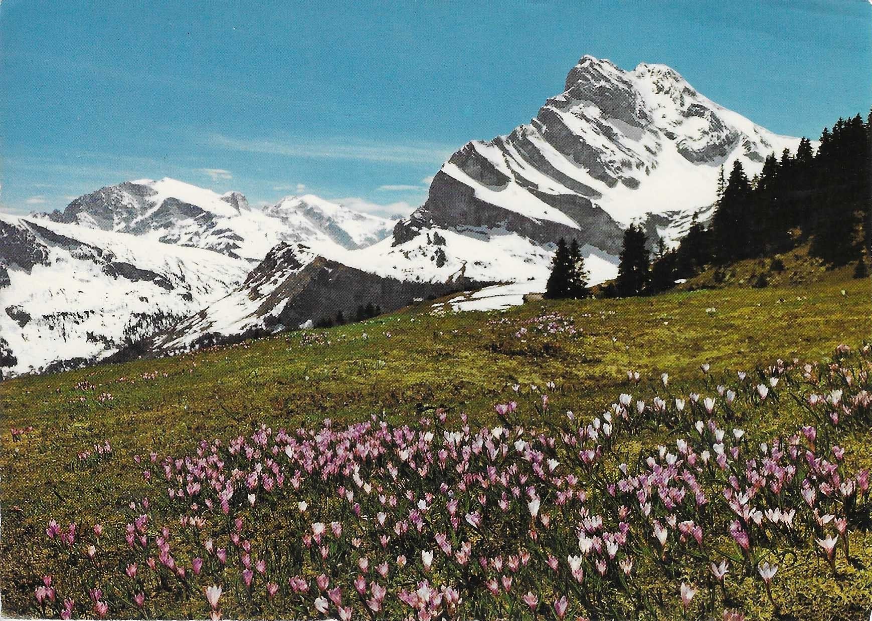 Ansichtskarten: Braunwald Krokuswiese mit Ortstock GL – Gebraucht aus Rothrist von Stranglehold