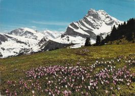 Braunwald Krokuswiese mit Ortstock GL