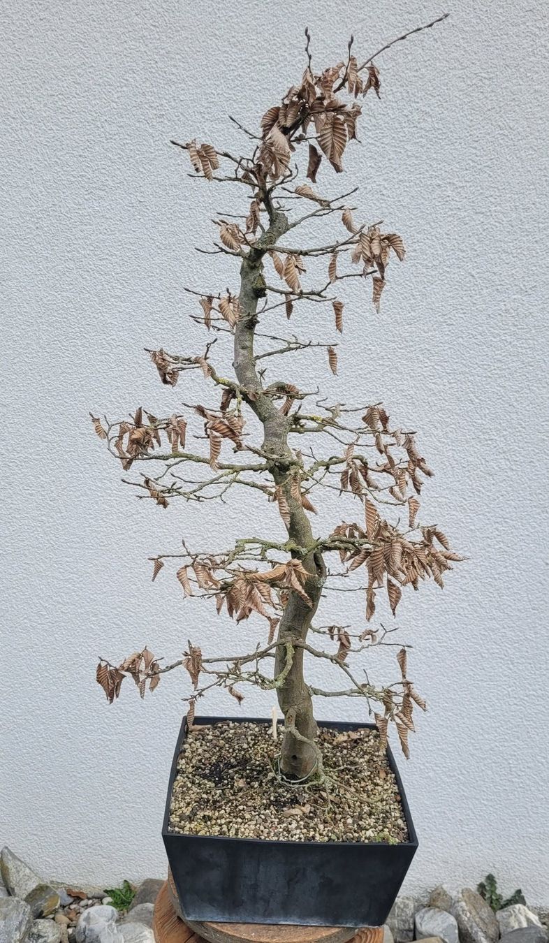 Piante & sementi: Hainbuche (Pre) Bonsai – Nuovo (secondo la descrizione) da Fehraltorf venduto da 100_Konzert 6