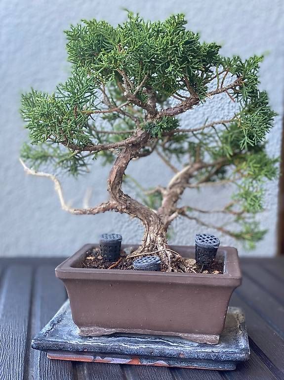 Pflanzen & Samen: Bonsai Wacholder – Gebraucht aus Aarau Rohr von Sergiomendez