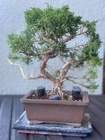 Bonsai Wacholder
