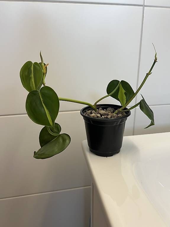 Pflanzen & Samen: Philodendron scandens Brasil – Gebraucht aus Sargans von -VS- 3