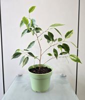 Pflanze Birkenfeige / Ficus benjamina / Benjamini - 38 cm