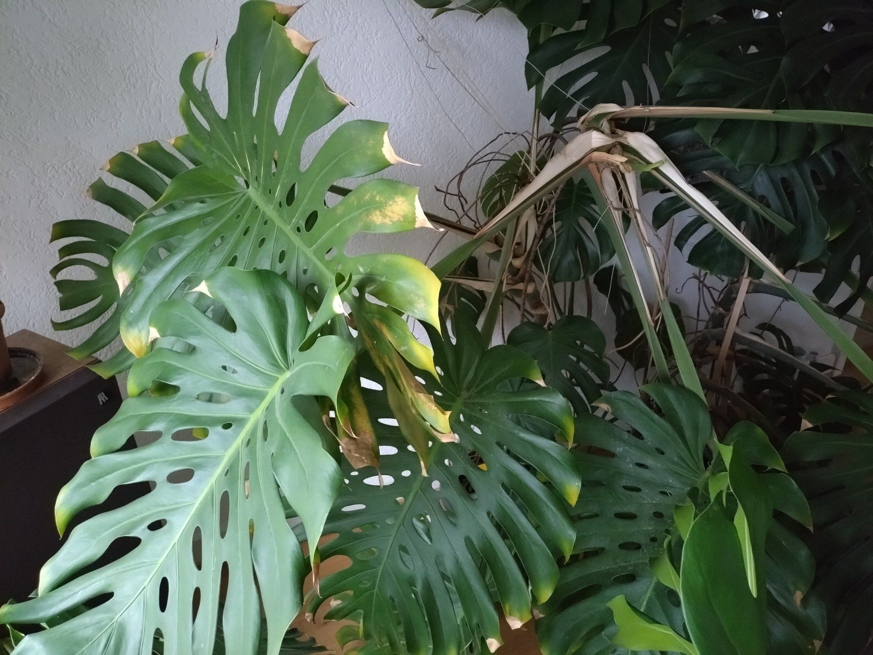 Pflanzen & Samen: Monster Monstera – Gebraucht aus Münchenstein von turteltaub 6