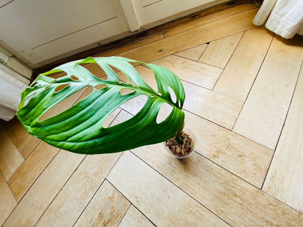 Monstera Epipremnoides Esqueleto Steckling mit einem Blatt Kaufen auf Ricardo