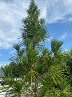 Japanische Schirmtanne ca. 2.3m schön gewachsen