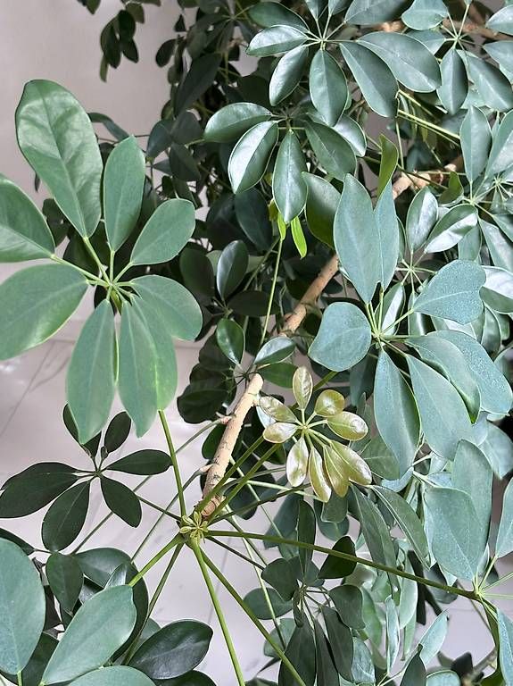 Pflanzen & Samen: Riesige Schefflera, Zimmerpflanze – Gebraucht aus Zürich von jan_p2yf 2