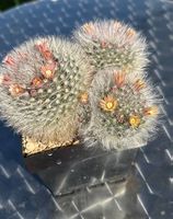 Kaktus
