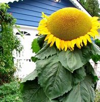 Ab 5.-fr 5 Samen Sonnenblume XXL GIGANT bis 4,5 m HOCH !!!‪